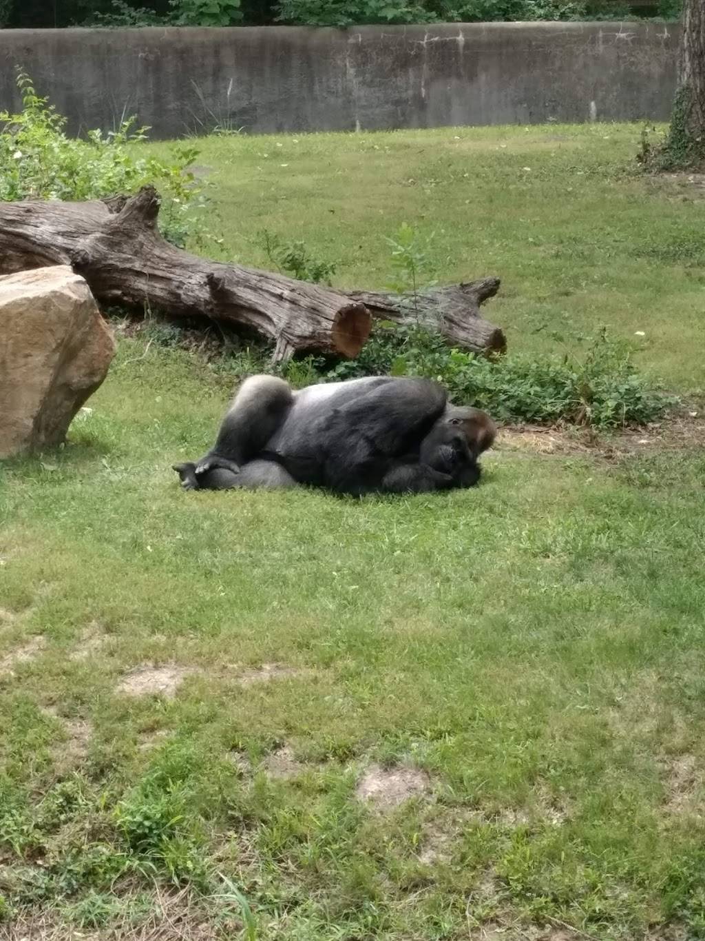 Rafiki Restaurant - Kansas City Zoo | restaurant | Kansas City, MO 64132, USA | 8165951234 OR +1 816-595-1234