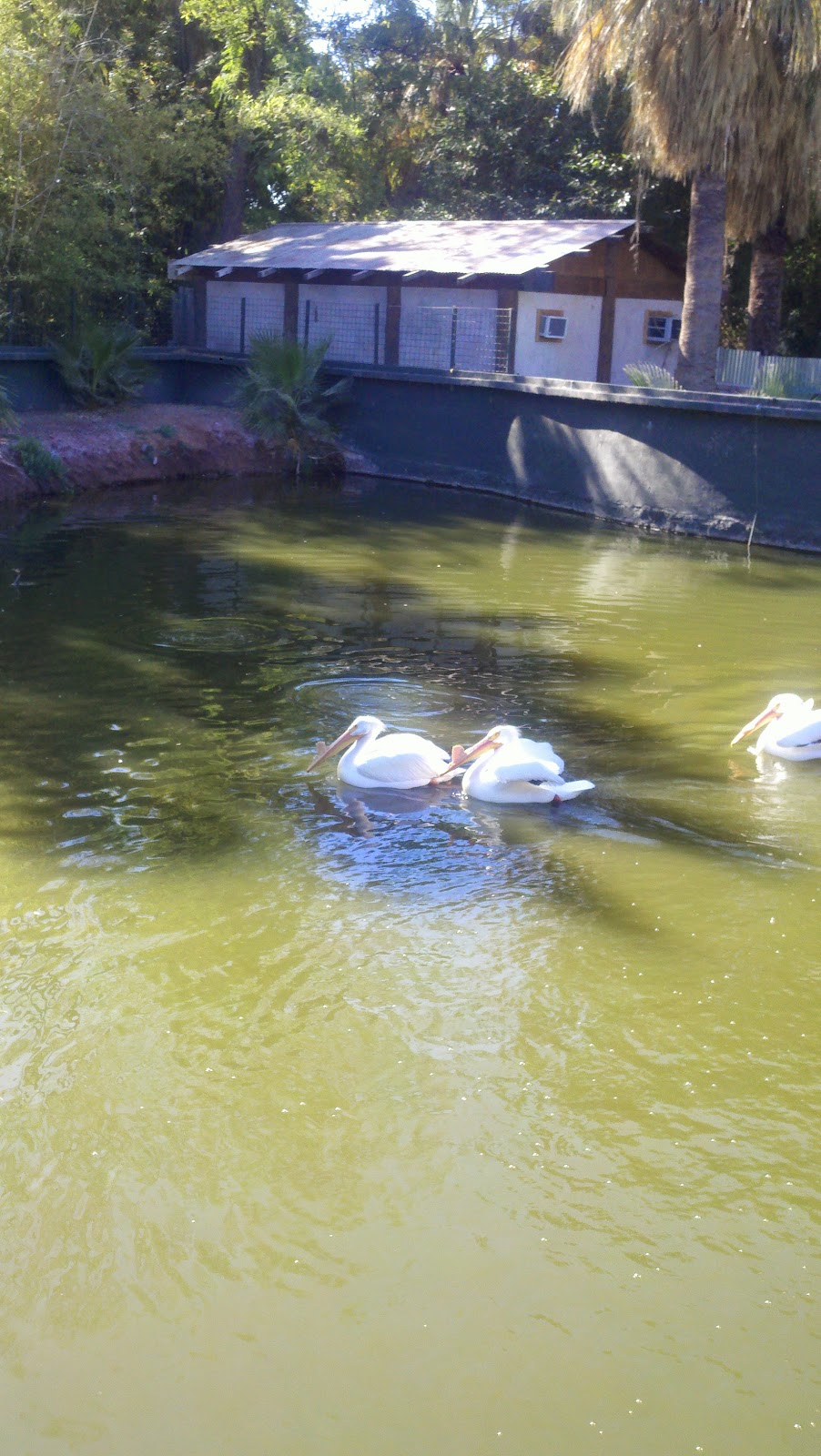 Grass Clippings Rolling Hills | restaurant | 1415 N Mill Ave, Tempe, AZ 85288, USA | 4805309880 OR +1 480-530-9880