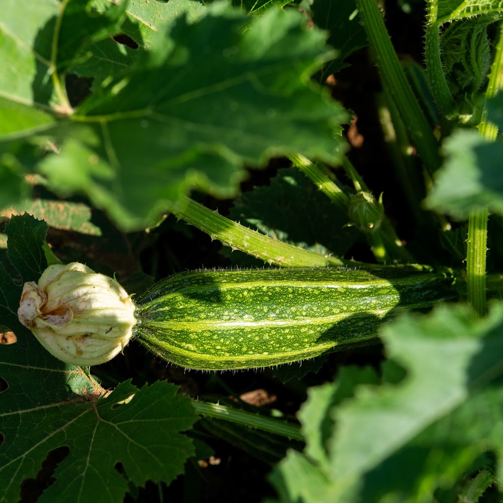 In Season | restaurant | 324 W Main St, Louisville, KY 40202, USA | 5023233200 OR +1 502-323-3200