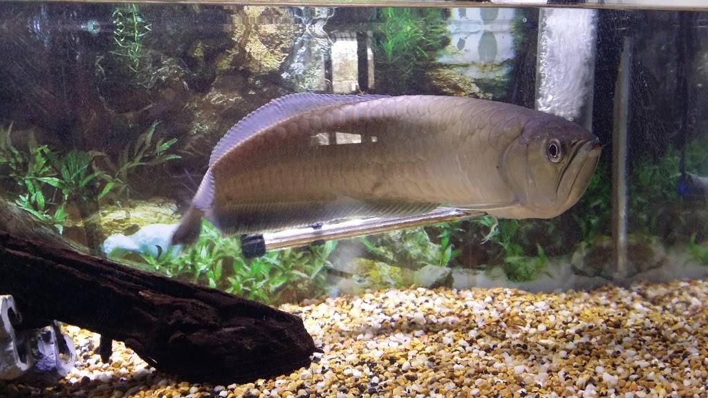 Main Kitchen Chinese Restaurant | restaurant | 935 Enfield St, Enfield, CT 06082, USA | 8607455333 OR +1 860-745-5333