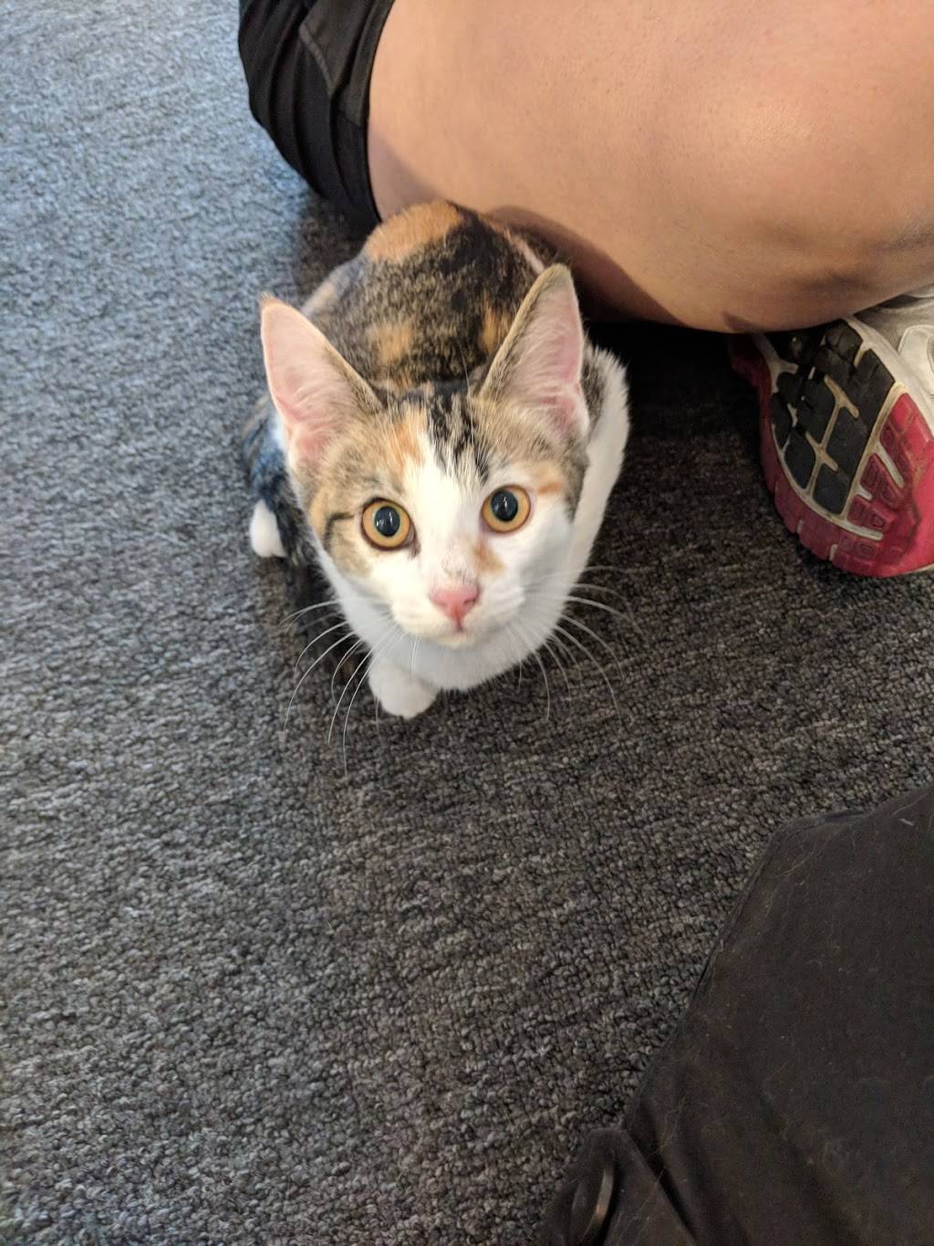 The Catio | restaurant | 1603 Riverside Dr, Nashville, TN 37216, USA | 6156005954 OR +1 615-600-5954