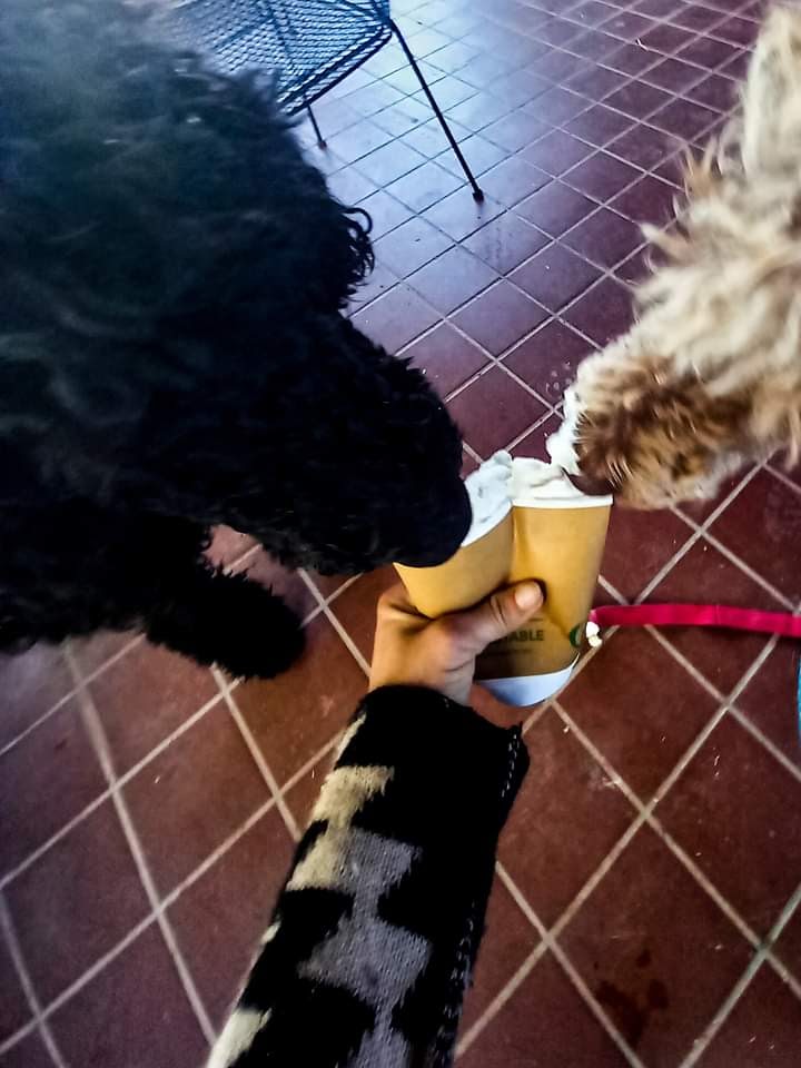 Tumbleweed Cafe | restaurant | 16850 W Arivaca Rd, Arivaca, AZ 85601, USA | 5205358355 OR +1 520-535-8355