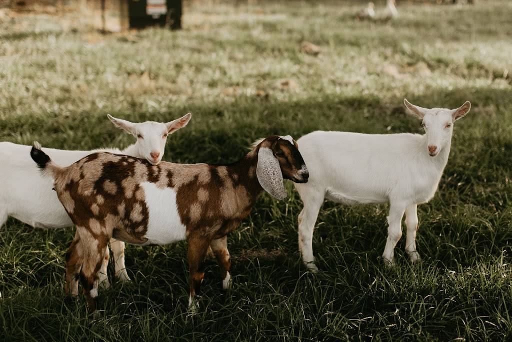 Congaree and Penn | restaurant | 11830 Old Kings Rd, Jacksonville, FL 32219, USA | 9045271945 OR +1 904-527-1945