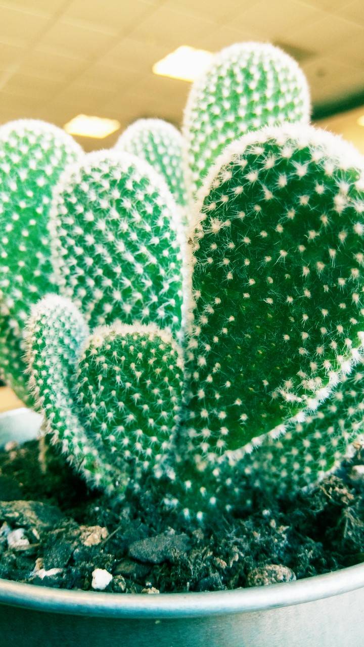 Chick-fil-A | restaurant | 1466 N Dysart Rd, Goodyear, AZ 85395, USA | 6235360241 OR +1 623-536-0241