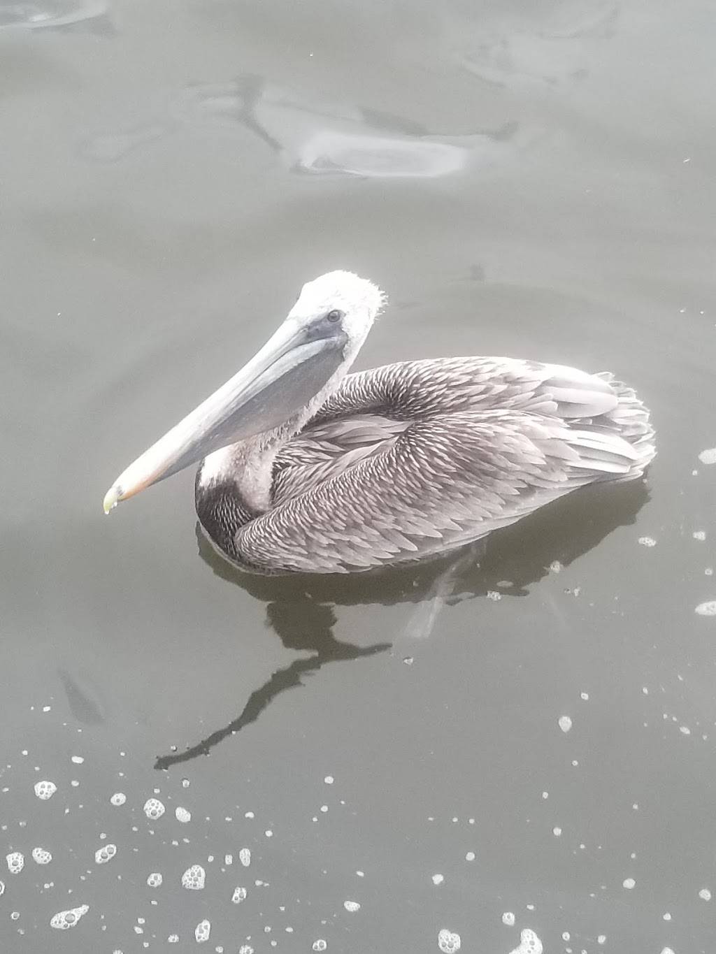 Kitchen 251 | restaurant | 251 Creekside Dr, Fernandina Beach, FL 32034, USA | 9042617447 OR +1 904-261-7447