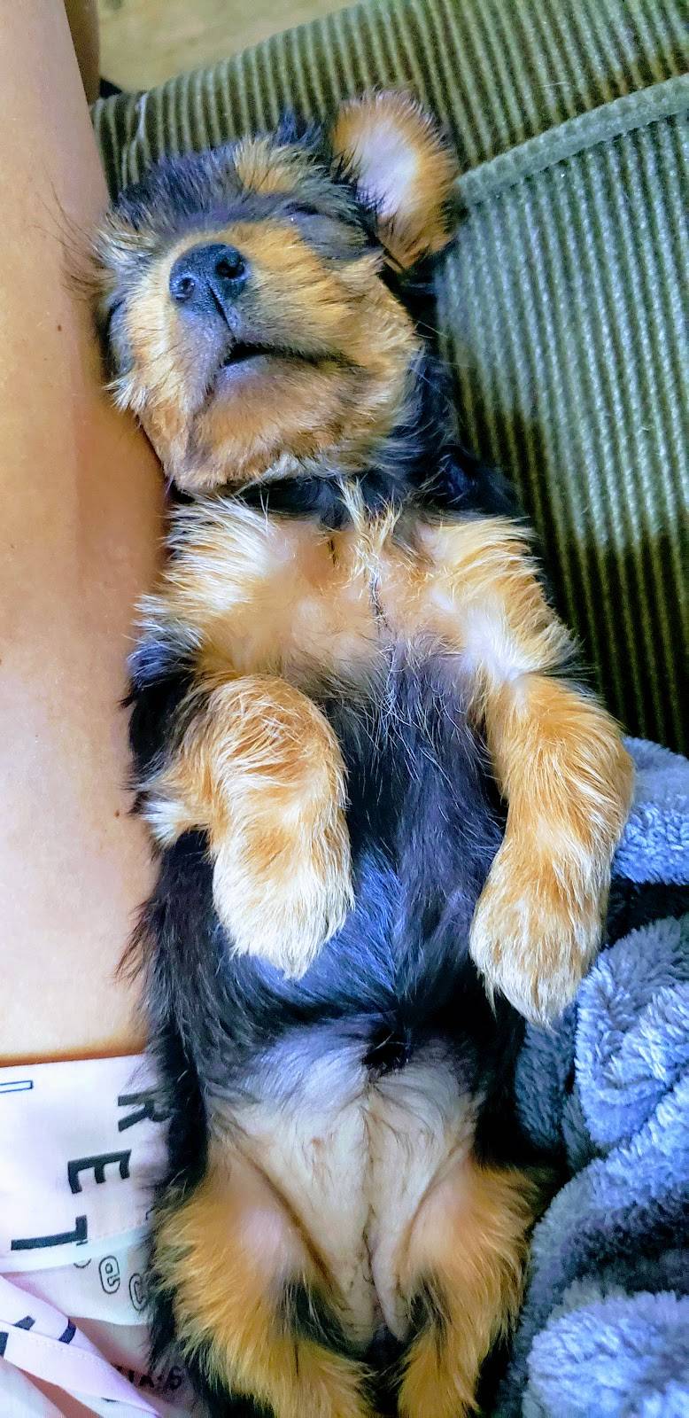 Romanos | restaurant | 118 TX-11, Tom Bean, TX 75489, USA | 9035466800 OR +1 903-546-6800