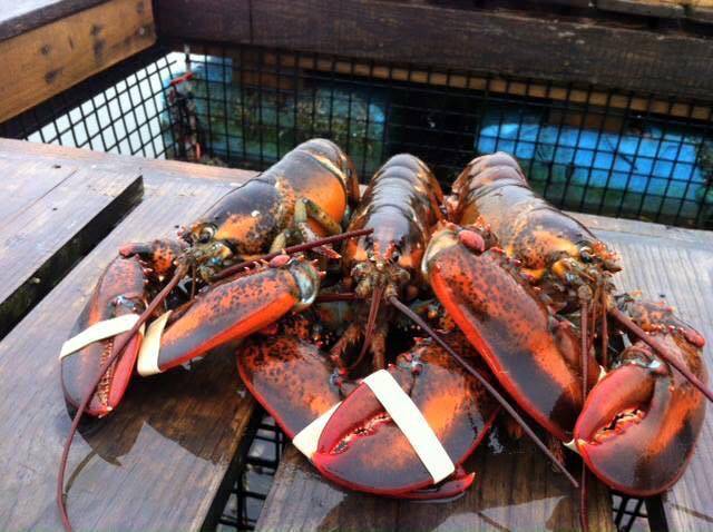 Pauls Marina | restaurant | 36 Eastern Shore Rd, Brunswick, ME 04011, USA | 2077293067 OR +1 207-729-3067