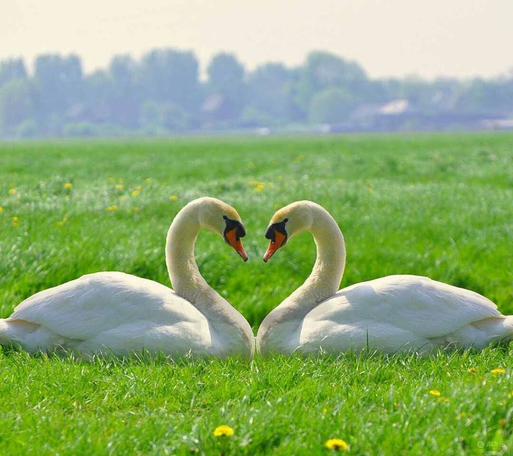 Taqueria El Primo | restaurant | 2145, 4317 N Elston Ave, Chicago, IL 60641, USA | 7739426194 OR +1 773-942-6194