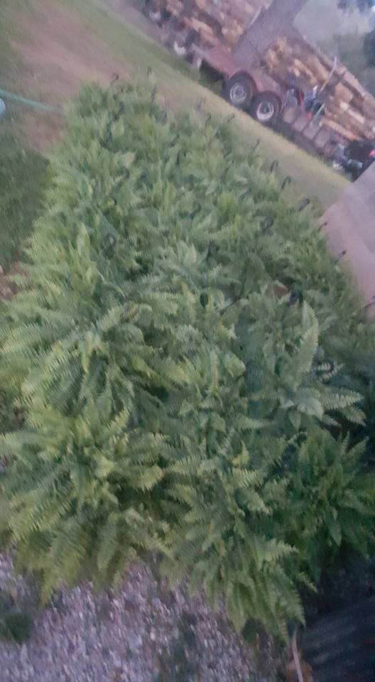 Stewards Market #102 | meal takeaway | 8960 AL-9, Anniston, AL 36207, USA | 2562310070 OR +1 256-231-0070