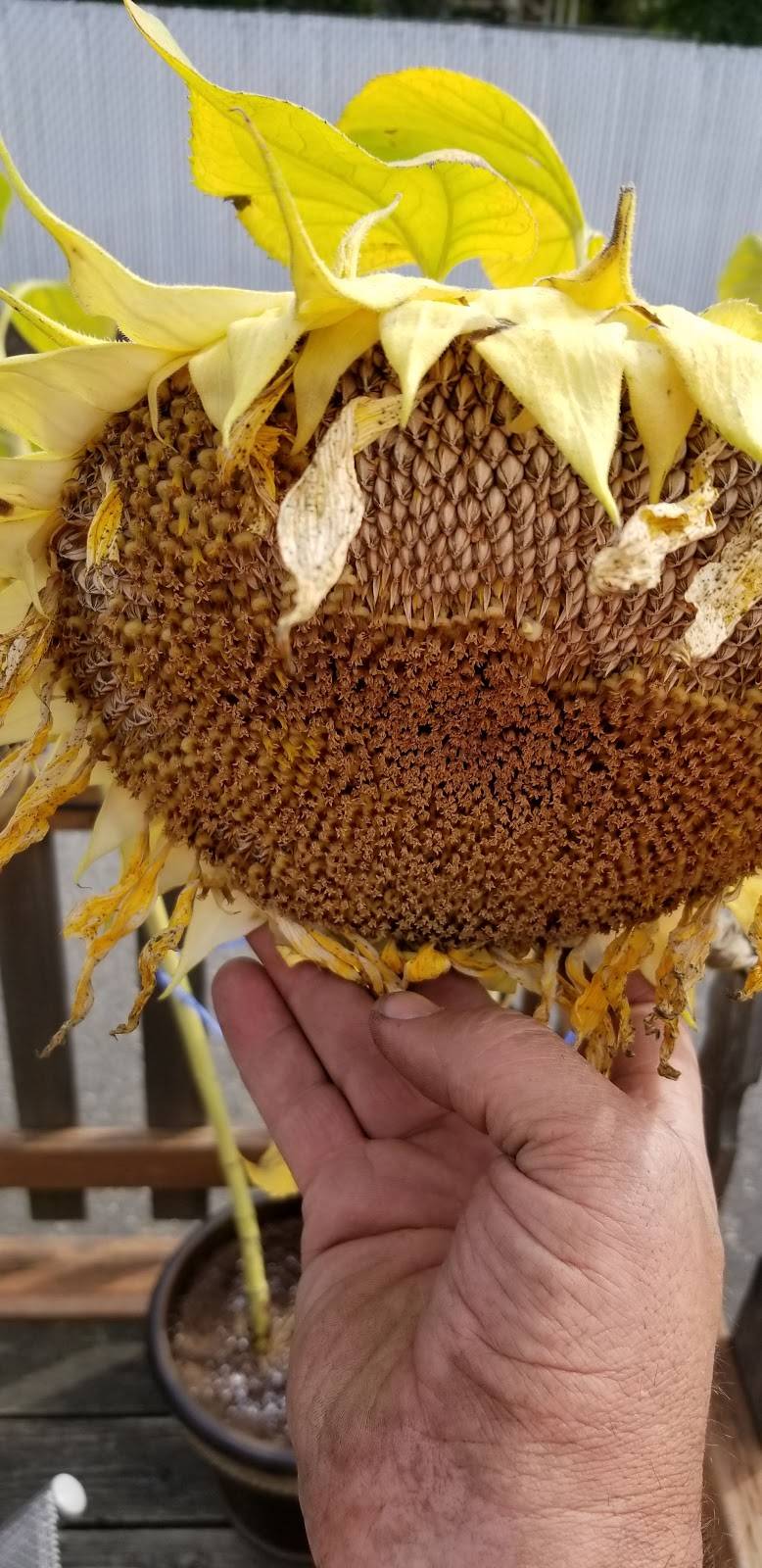 Bubs Pub Sports Bar & Grill | restaurant | 1326 Harrison Ave, Centralia, WA 98531, USA | 3607368024 OR +1 360-736-8024