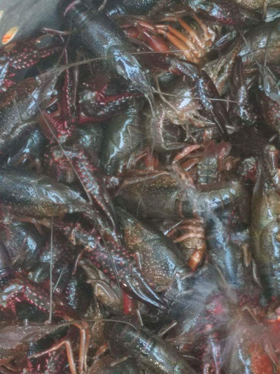 Boiled Crawfish By Sam | restaurant | 302 Smith St, West Monroe, LA 71291, USA | 3183430975 OR +1 318-343-0975