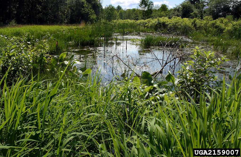 Michigan Wildlife Conservancy - Bengel Wildlife | restaurant | 6380 Drumheller Rd, Bath Twp, MI 48808, USA | 5176417677 OR +1 517-641-7677