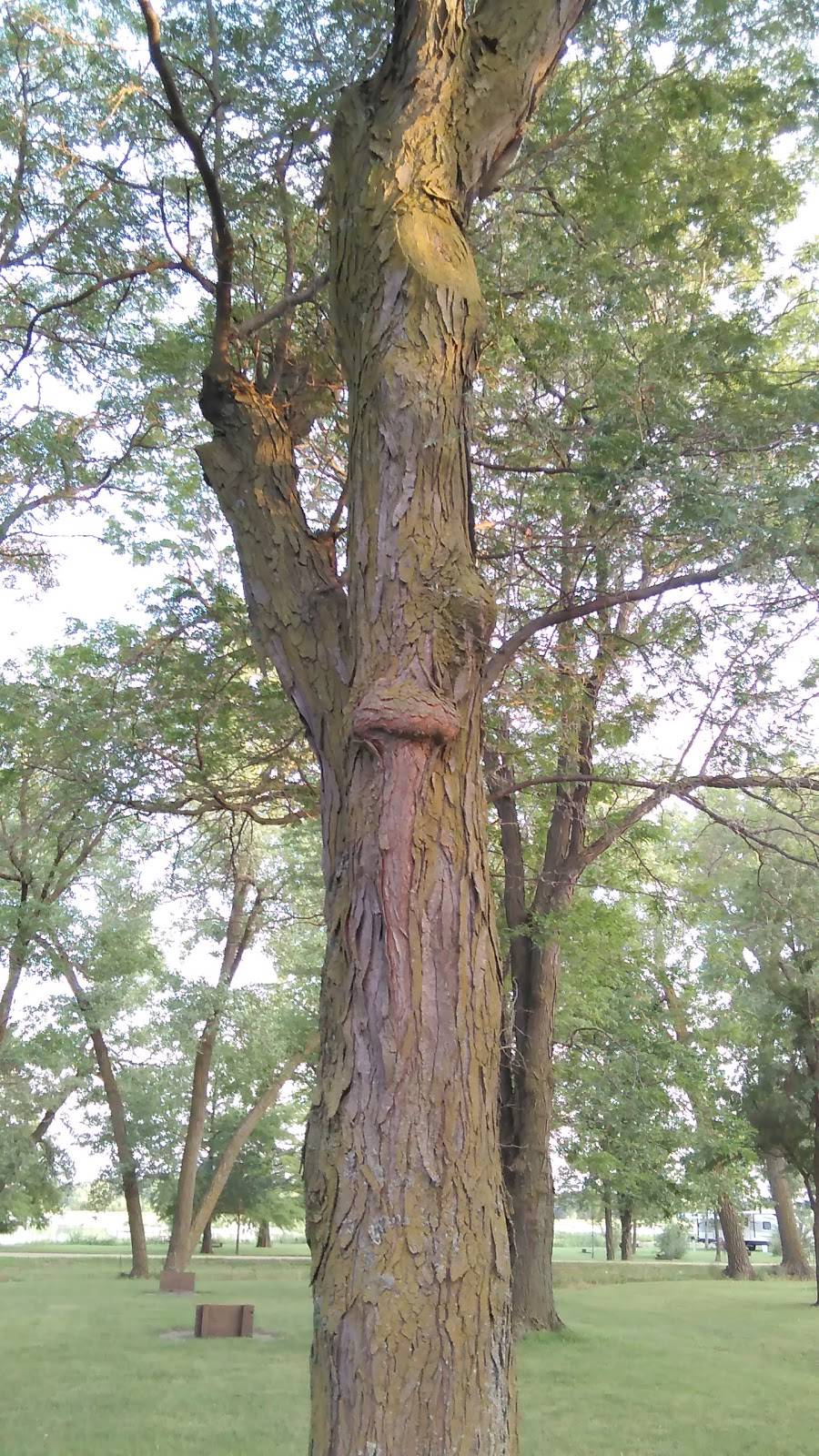 The Snack Shack | restaurant | 56022-, 56032 718th Rd, Alexandria, NE 68303, USA | 4027493111 OR +1 402-749-3111