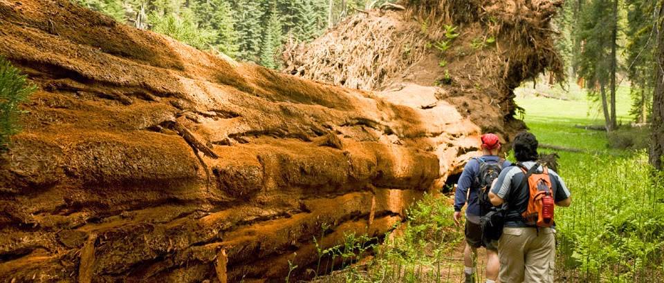 John Muir Lodge | restaurant | Kings Canyon National Park, 86728 Highway 180, Hume, CA 93633, USA | 8668073598 OR +1 866-807-3598