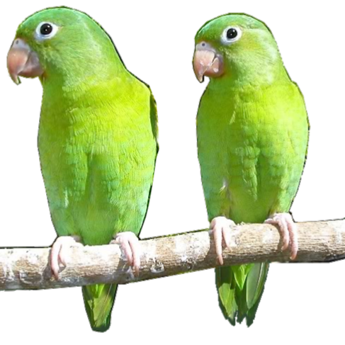 La Metapaneca | restaurant | 14302 Van Ness Ave, Gardena, CA 90249, USA | 3103241474 OR +1 310-324-1474