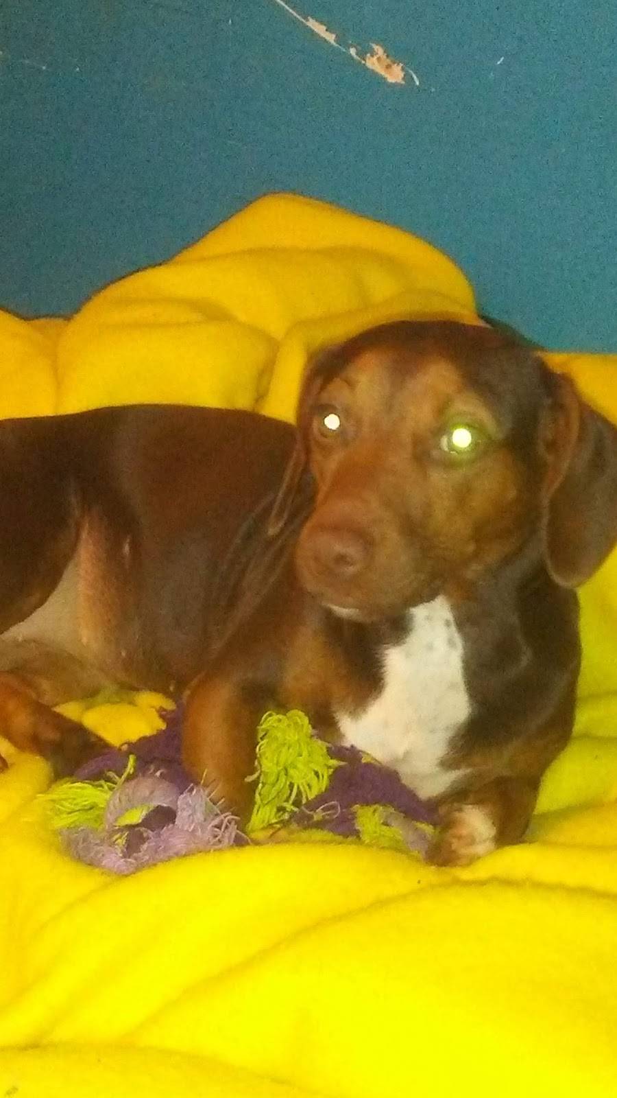 Frans Place | restaurant | 7445 Blythe Island Hwy, Brunswick, GA 31523, USA | 9122629663 OR +1 912-262-9663