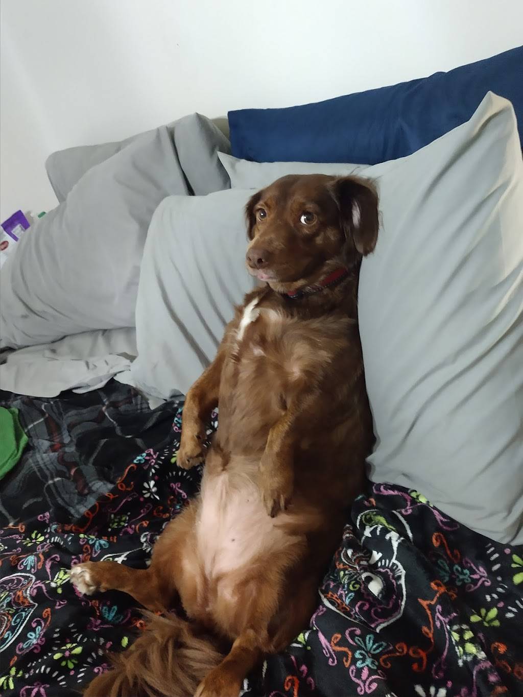 Pizza Hut | meal takeaway | 243 W Main St B, Camden, TN 38320, USA | 7315849777 OR +1 731-584-9777