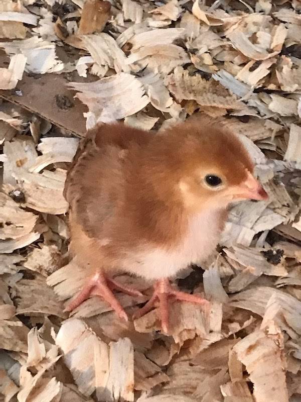 Island Farms | restaurant | 32537 Forest Dr, DeLand, FL 32720, USA | 3867534322 OR +1 386-753-4322