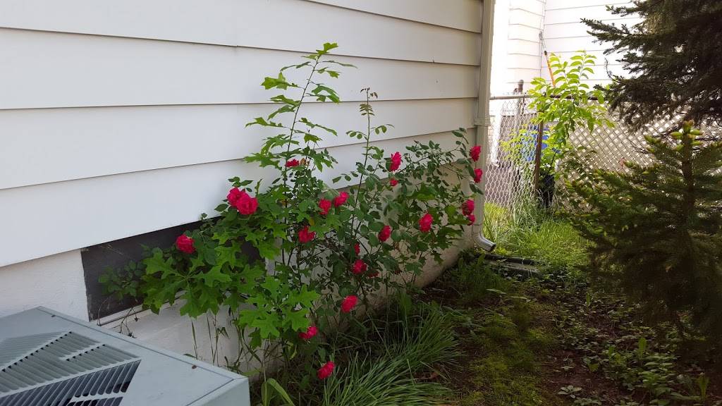 Fernades Cafe | restaurant | 141 Fleming Ave, Newark, NJ 07105, USA | 9734910803 OR +1 973-491-0803