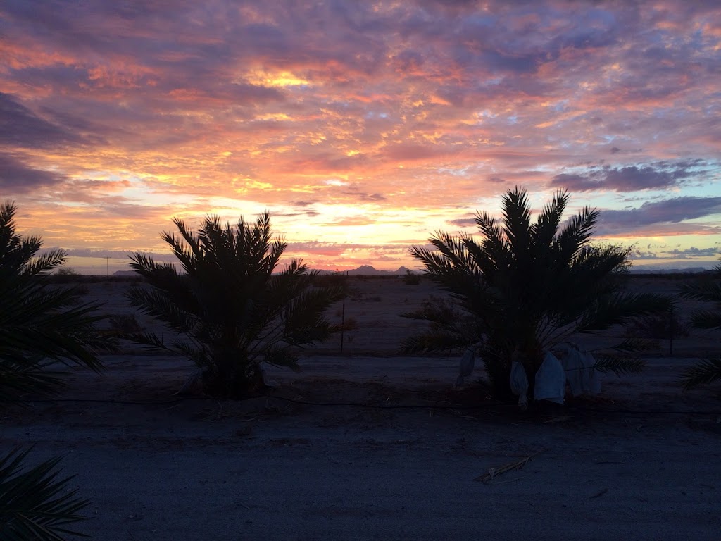 Naked Dates | restaurant | 13589 S Ave 25 E, Wellton, AZ 85356, USA | 8883742037 OR +1 888-374-2037