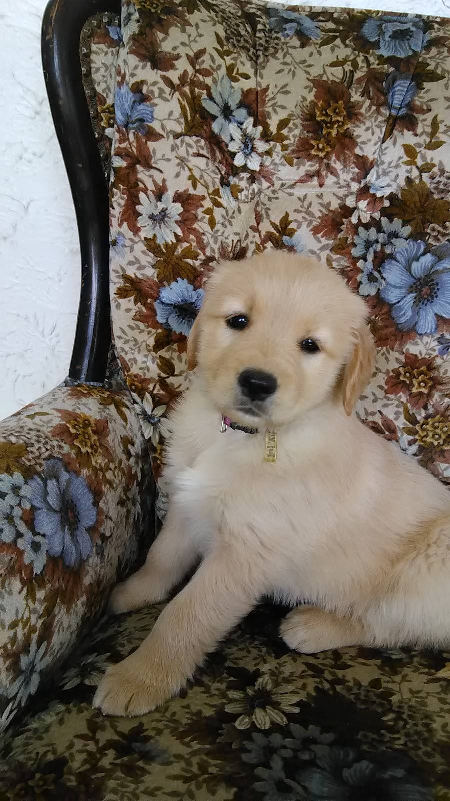 Westfalls Family Restaurant | restaurant | 18148 Mahoning Ave, Lake Milton, OH 44429, USA | 3306545884 OR +1 330-654-5884