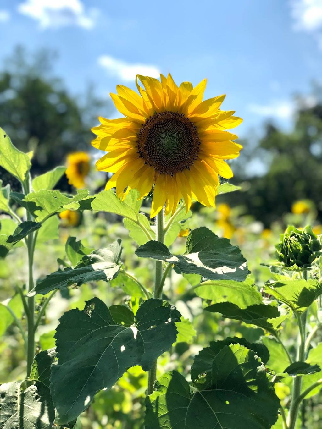 Arrowood Farms | restaurant | 236 Lower Whitfield Rd, Accord, NY 12404, USA | 8452530389 OR +1 845-253-0389