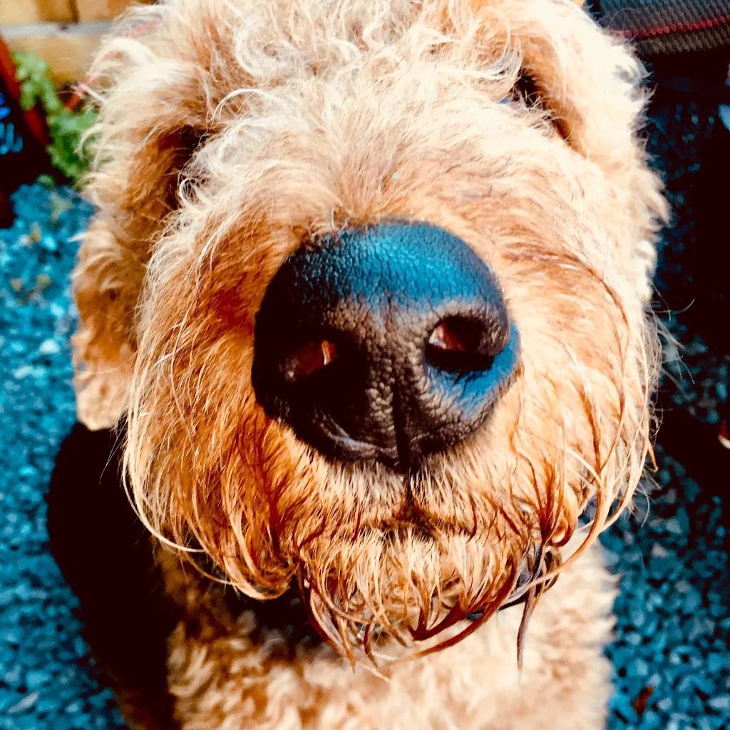 8th Avenue Pub | restaurant | 103 8th Ave N, Safety Harbor, FL 34695, USA | 7277991105 OR +1 727-799-1105