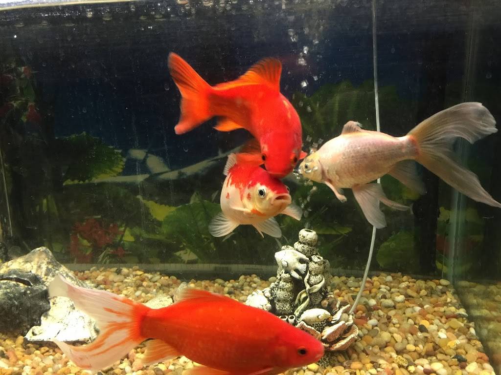 Jade Garden | restaurant | 2640, 3022 Calumet Ave, Valparaiso, IN 46383, USA | 2194649860 OR +1 219-464-9860