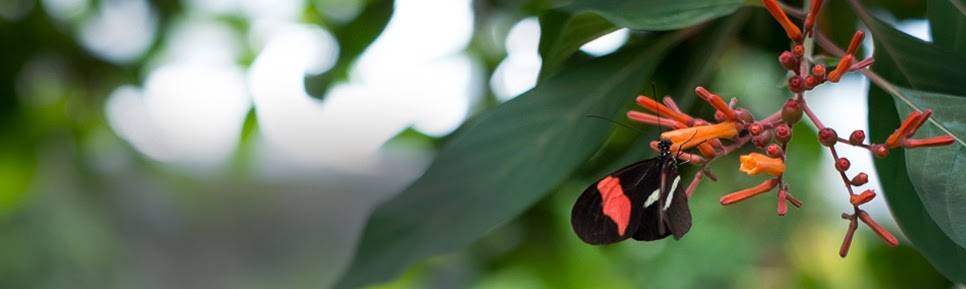 Cambridge Butterfly Conservatory | restaurant | 2500 Kossuth Rd, Cambridge, ON N3H 4R7, Canada | 5196531234 OR +1 519-653-1234