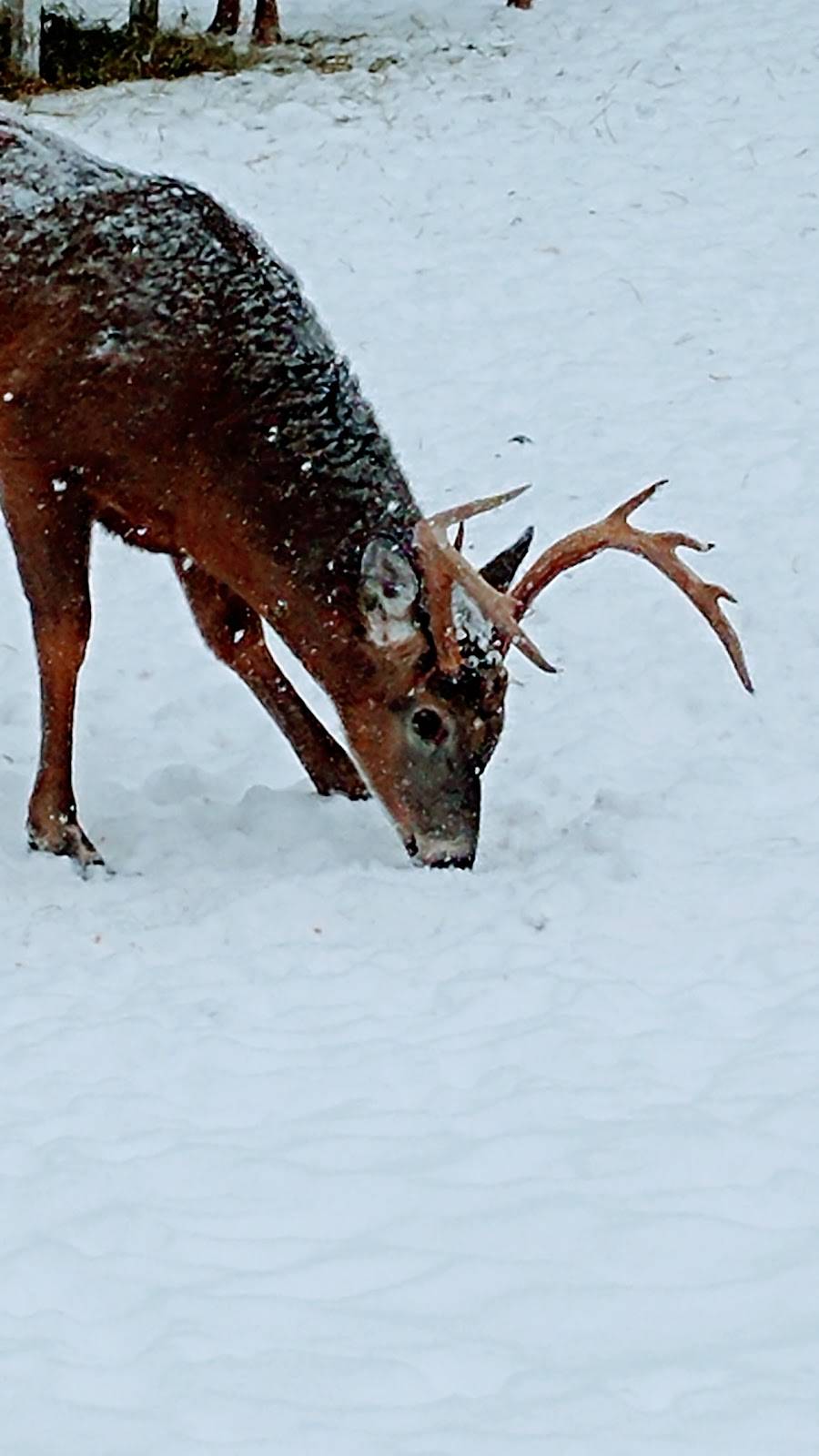Rendez-Vous Du Chevreuil | restaurant | 1931 Rue Principale, Duhamel, QC J0V 1G0, Canada | 8194283333 OR +1 819-428-3333