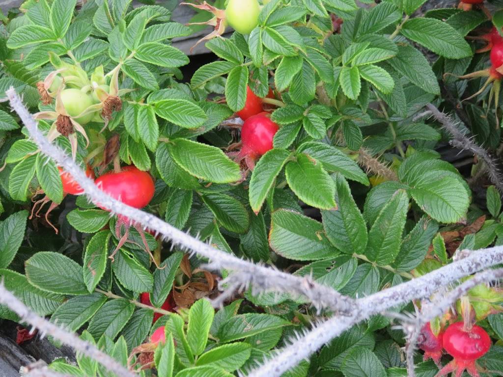 The Lobster Shack at Two Lights | restaurant | 225 Two Lights Rd, Cape Elizabeth, ME 04107, USA | 2077991677 OR +1 207-799-1677