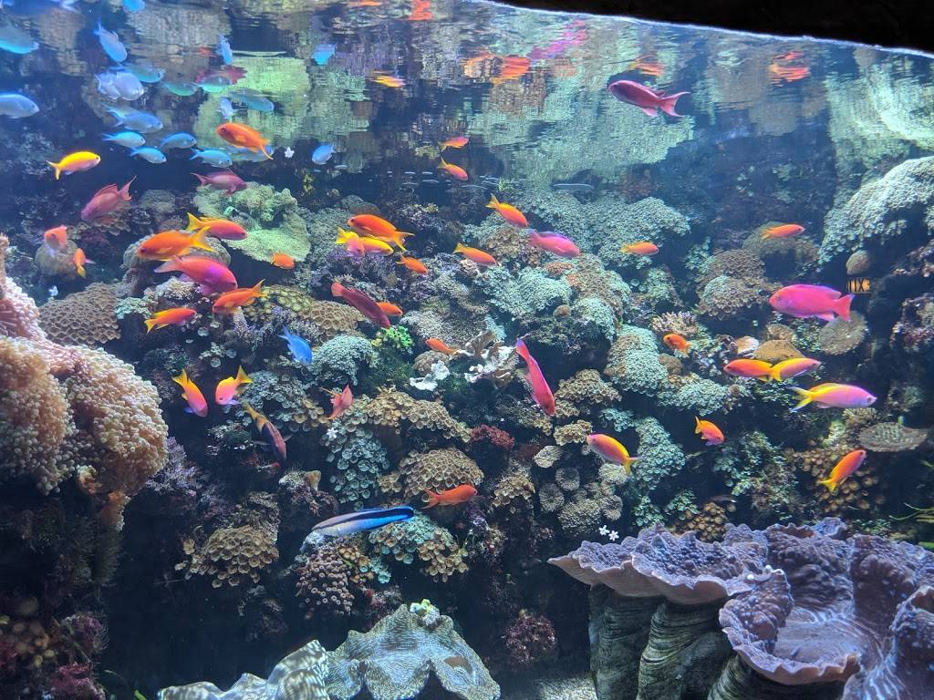 Downtown Aquarium | restaurant | 700 Water St, Denver, CO 80211, USA | 3035614450 OR +1 303-561-4450