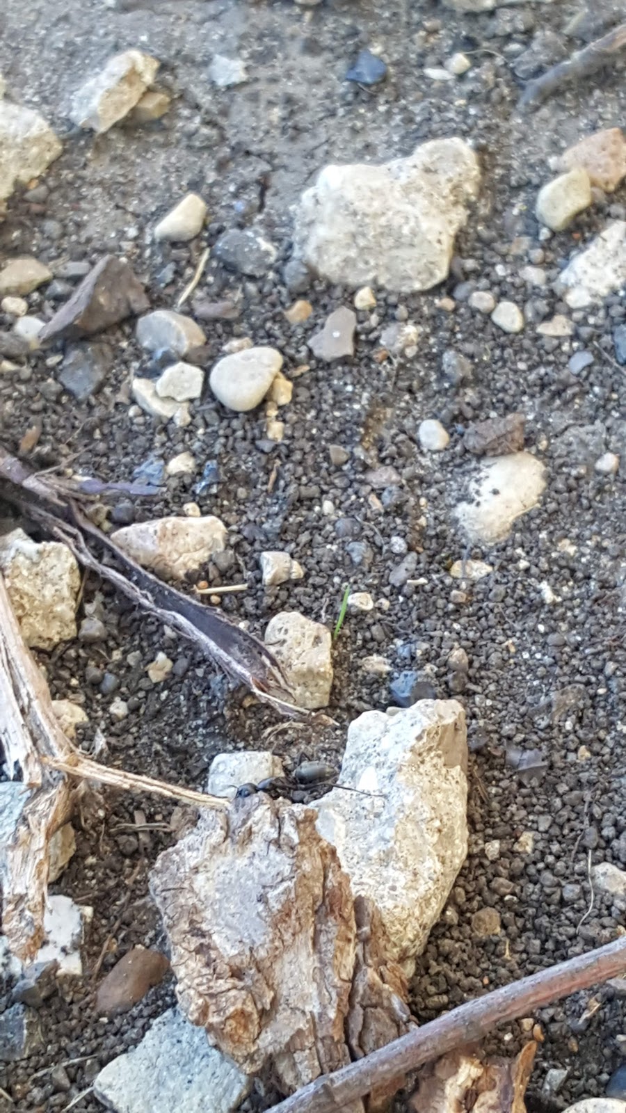 Starbucks | cafe | 15 S Prospect Ave, Park Ridge, IL 60068, USA | 8472925678 OR +1 847-292-5678