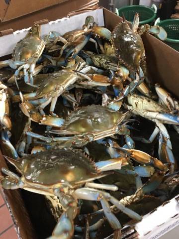 The Crab Stop | restaurant | 1405 Sulphur Spring Rd, Arbutus, MD 21227, USA | 4102421394 OR +1 410-242-1394