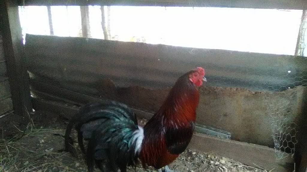 Backyard Brawlers Game Farm | restaurant | 7574 County Rd 4084, Scurry, TX 75158, USA | 4693679023 OR +1 469-367-9023