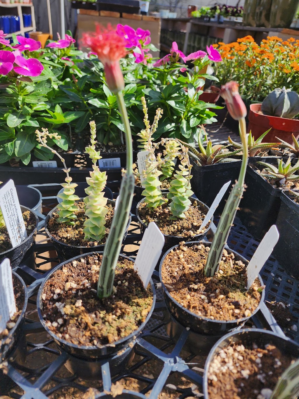 Sunset Nursery & Teds Mercantile | restaurant | 5939 N Oracle Rd, Tucson, AZ 85704, USA | 5208886410 OR +1 520-888-6410