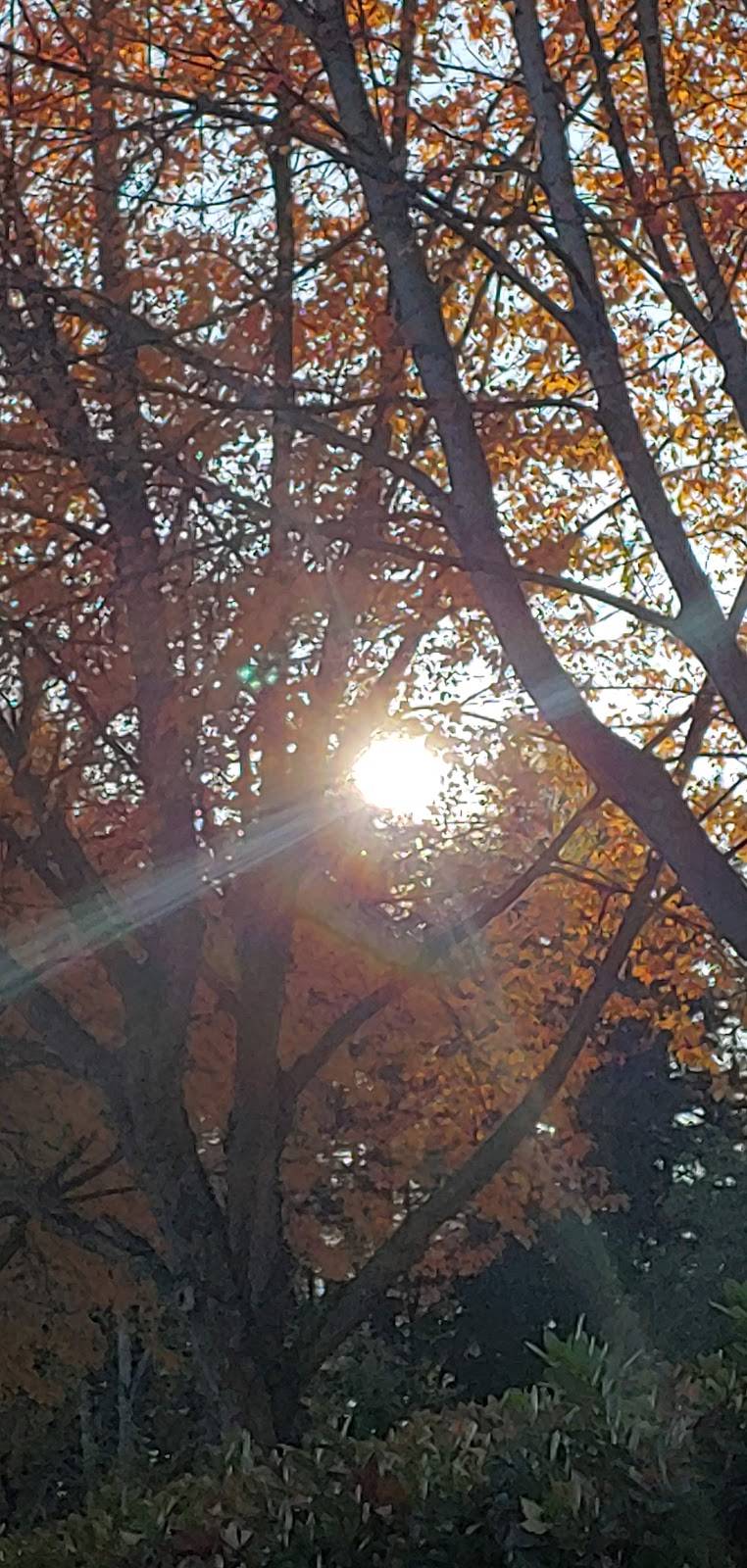 Starbucks | cafe | 22020 17th Ave SE, Bothell, WA 98021, USA | 4253753059 OR +1 425-375-3059