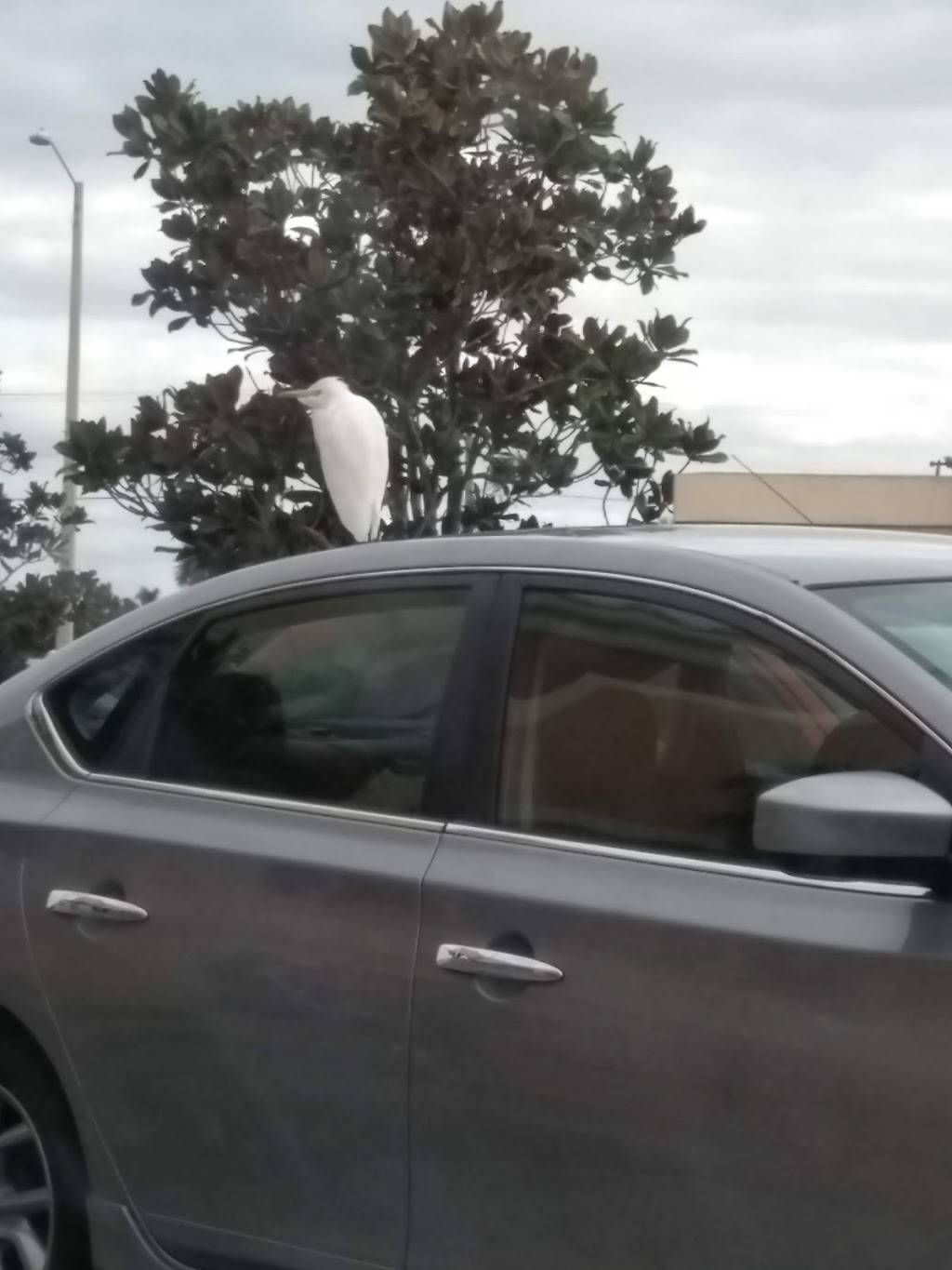 Donanthonys Pizza and Pasta | restaurant | 303 NE 3rd Ave #1, Cape Coral, FL 33909, USA | 2396738023 OR +1 239-673-8023