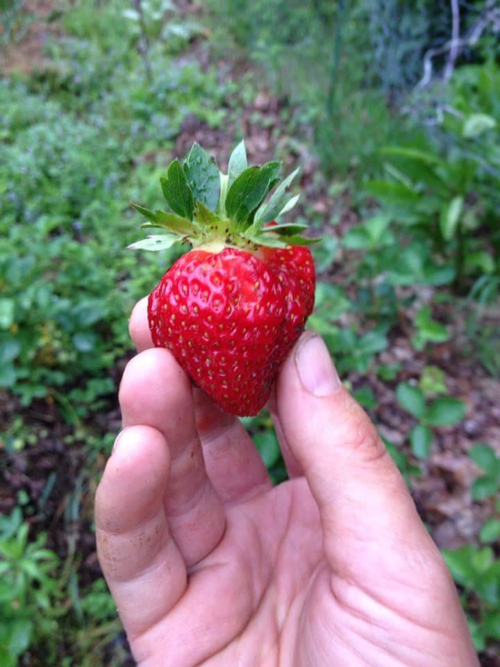 Homefield Kitchen & Brewery | restaurant | 3 Arnold Rd, Sturbridge, MA 01566, USA | 7742426365 OR +1 774-242-6365