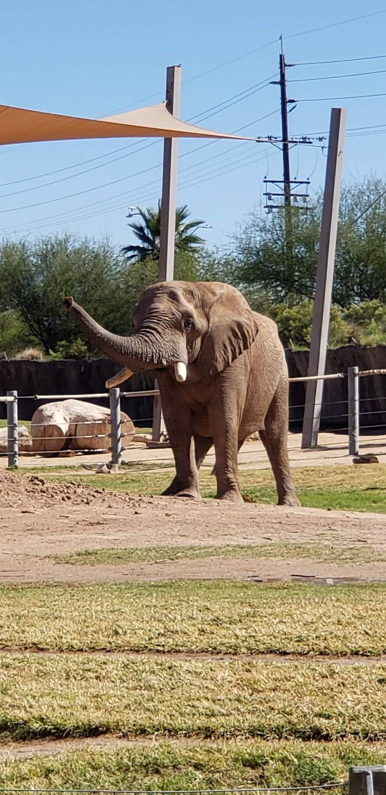 Zoofari Cafe | restaurant | 3400 E Zoo Ct, Tucson, AZ 85716, USA | 5207913204 OR +1 520-791-3204