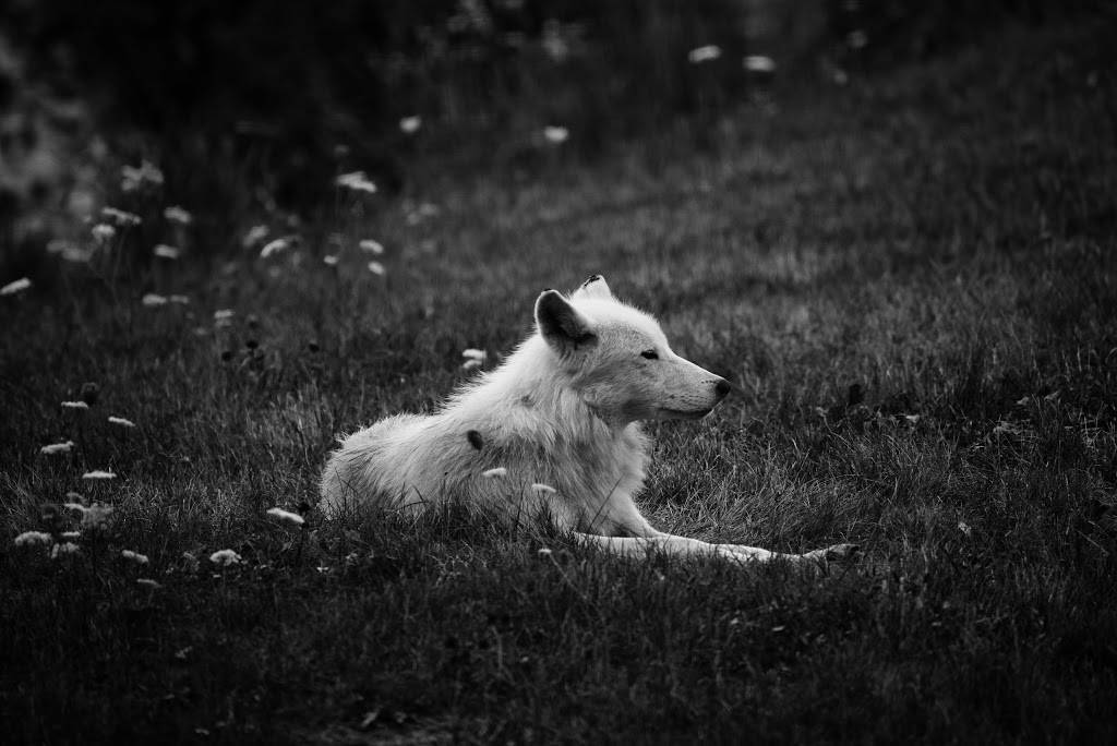 Caribou Cafe | cafe | 361 Old Finch Ave, Scarborough, ON M1B 5K7, Canada | 4163925929 OR +1 416-392-5929