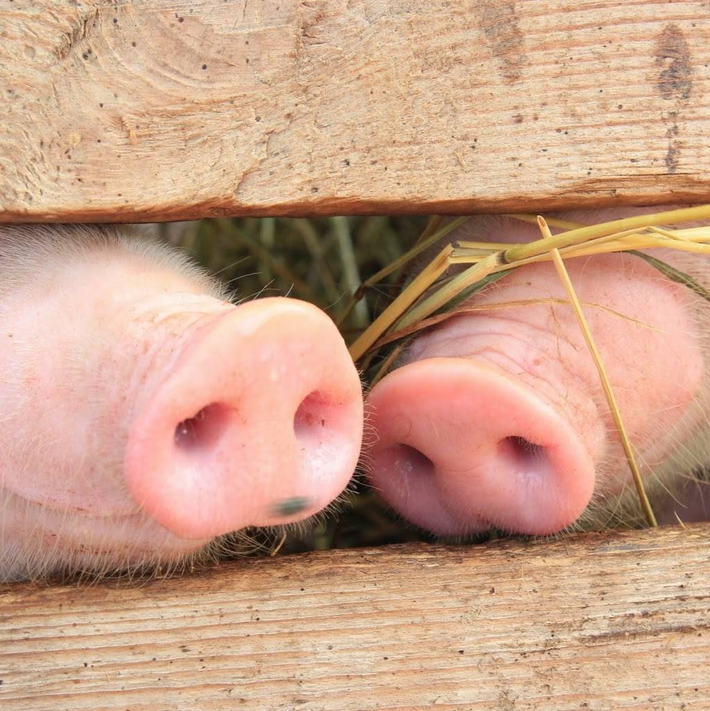 Momentum USA | restaurant | 4559 Lamm Rd, Wilson, NC 27893, USA | 25239979304113 OR +1 252-399-7930 ext. 4113