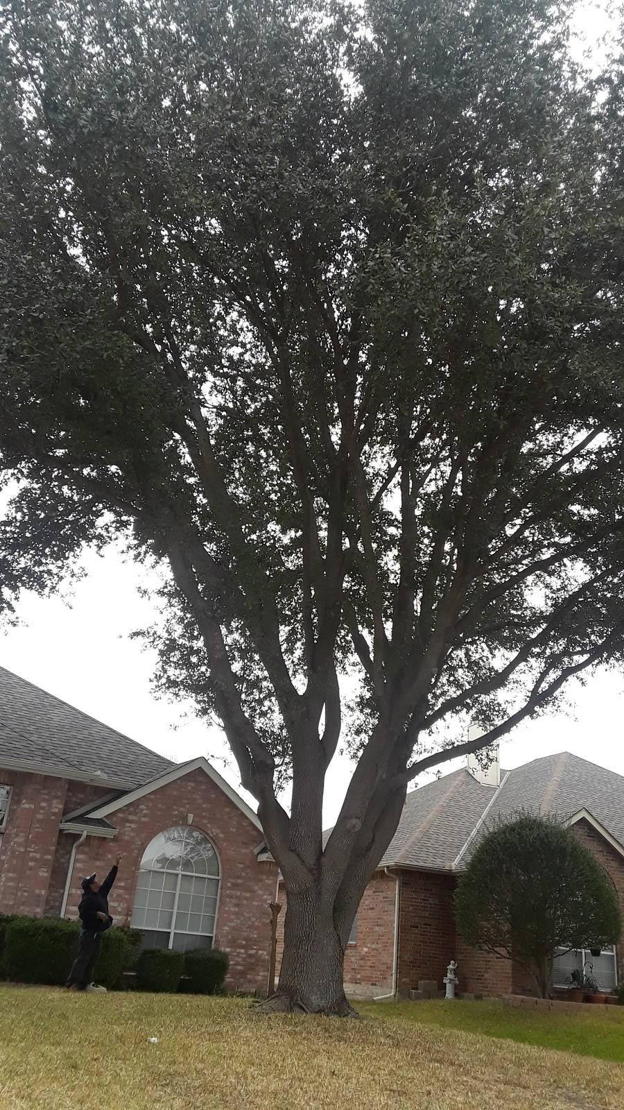 Pizza Hut | restaurant | 8224 Park Ln #110, Dallas, TX 75231, USA | 2143637733 OR +1 214-363-7733