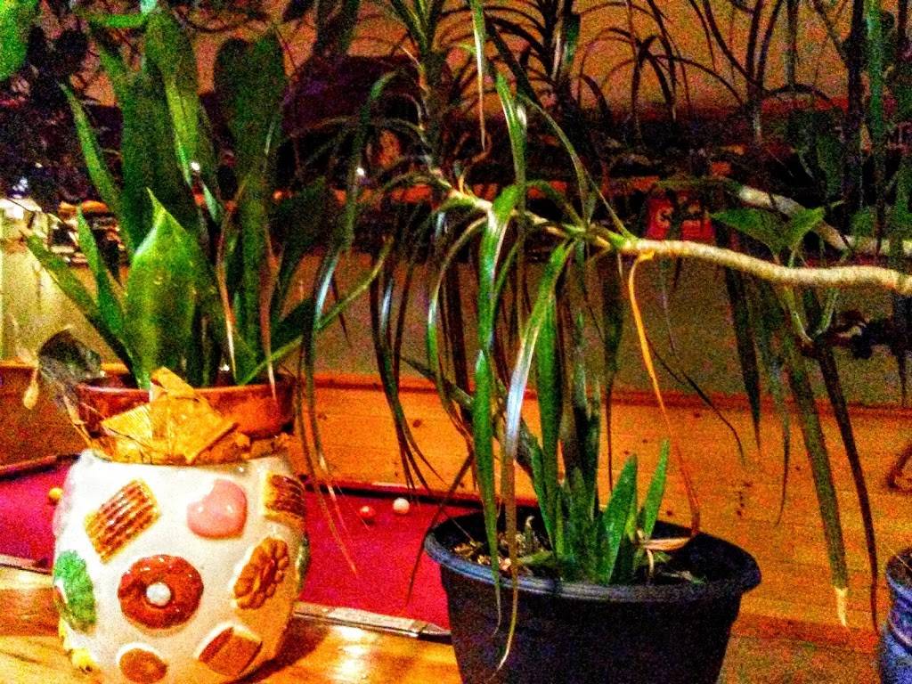 Greenhouse Restaurant | restaurant | 839 Lake Tarleton Rd, Piermont, NH 03779, USA | 6037645708 OR +1 603-764-5708