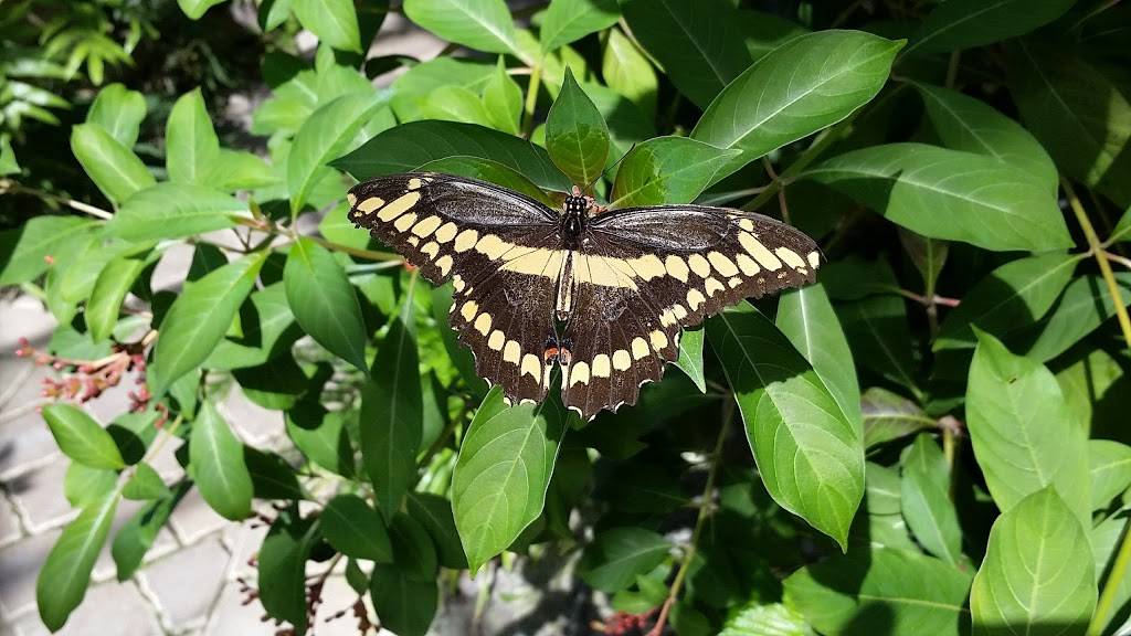 The Shops at The Butterfly Estates and Florida Native Butterfly  | restaurant | 1815 Fowler St, Fort Myers, FL 33901, USA | 2396902359 OR +1 239-690-2359