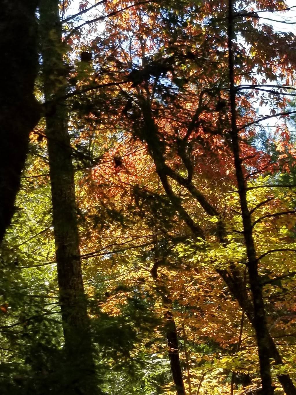 Cades Cove Campground Store and Bike Rental | restaurant | 10035 Campground Dr, Townsend, TN 37882, USA | 8654489034 OR +1 865-448-9034