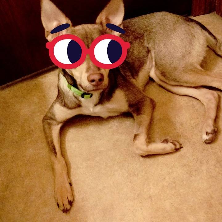 The Golden Burrito | restaurant | 971-939 US-42, Mansfield, OH 44905, USA | 4196108217 OR +1 419-610-8217