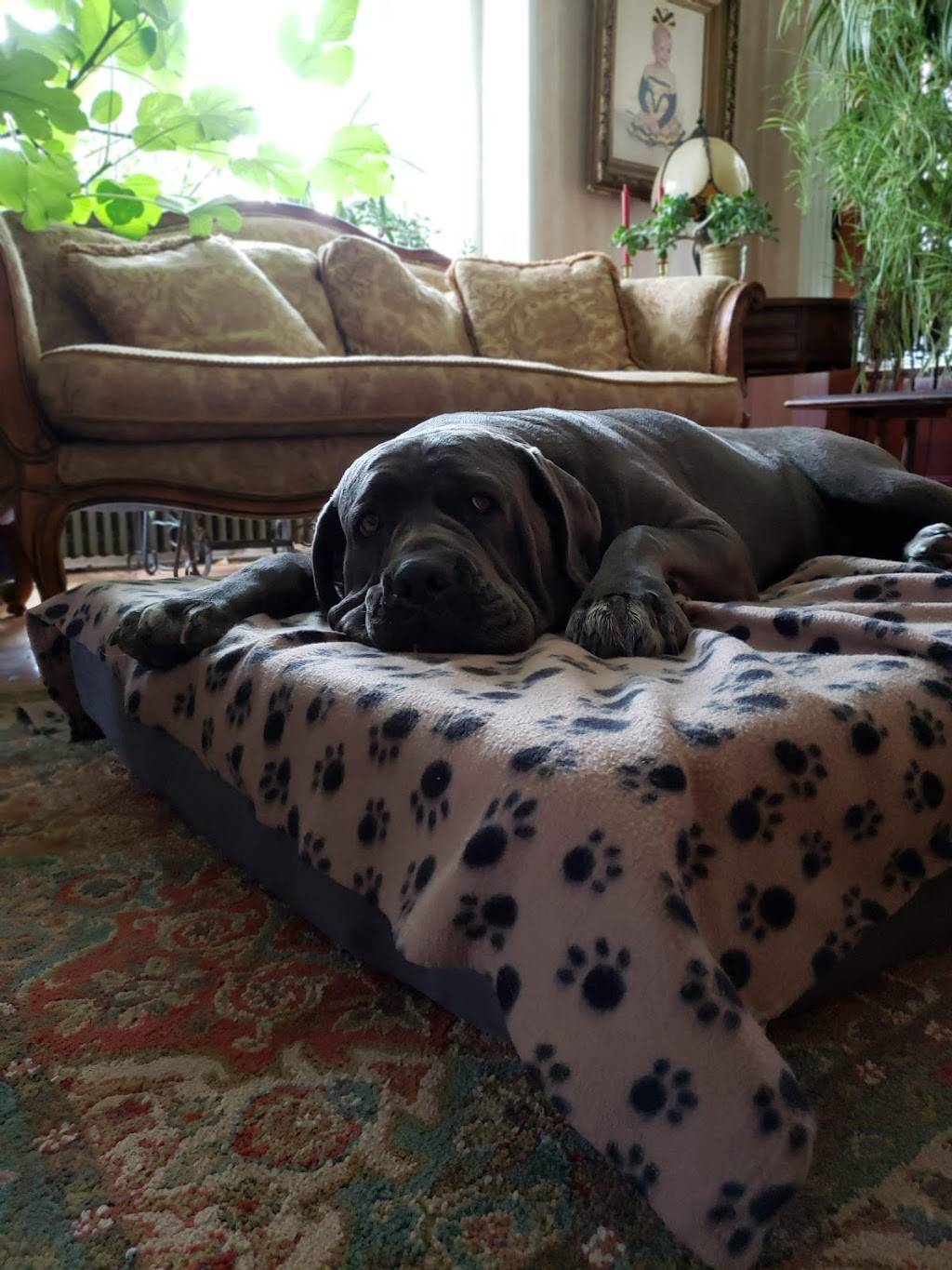 Lotus Express | restaurant | 1938 Military Rd, Niagara Falls, NY 14304, USA | 7162985688 OR +1 716-298-5688