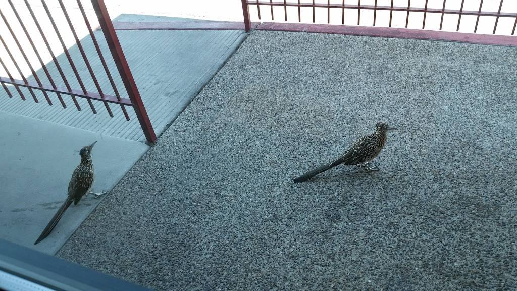 Wendys | restaurant | 8100 Louisiana Blvd NE, Albuquerque, NM 87113, USA | 5057960335 OR +1 505-796-0335