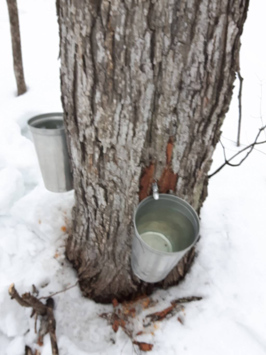 Cabane à sucre Gagnon | restaurant | 270 1ere Avenue, Sainte-Anne-des-Plaines, QC J0N 1H0, Canada | 4504782090 OR +1 450-478-2090